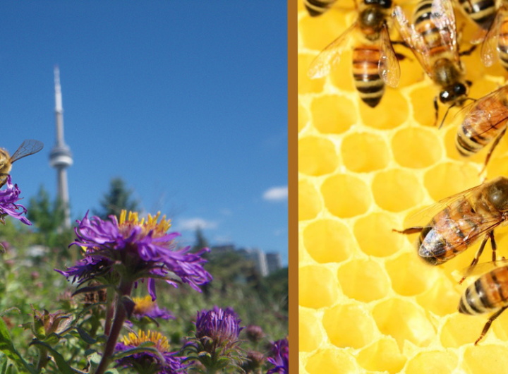 The Buzz Around National Urban Beekeeping Day!
